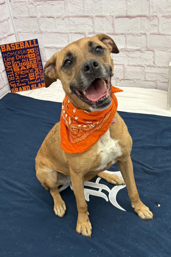 Enlarge Tracy, a Adoptable mixed breed in Detroit, MI image 1/6