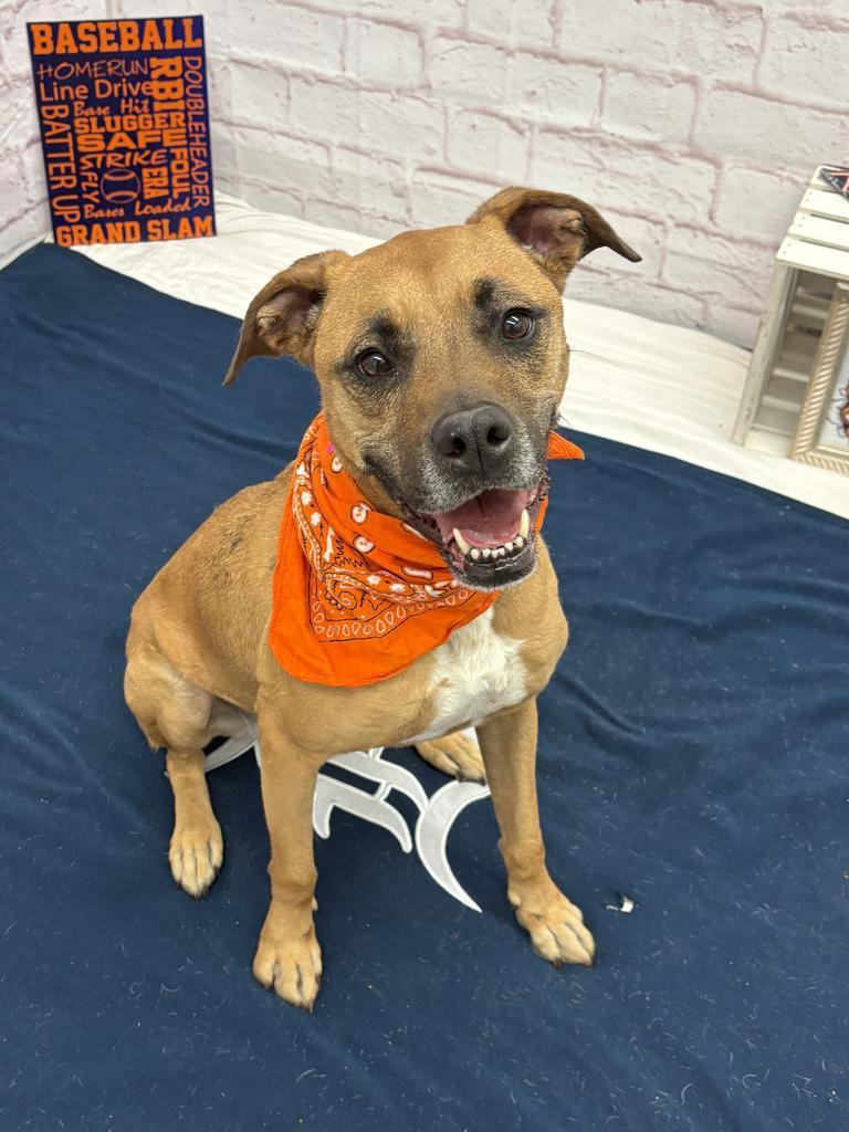 Enlarge Tracy, a Adoptable mixed breed in Detroit, MI image 2/6