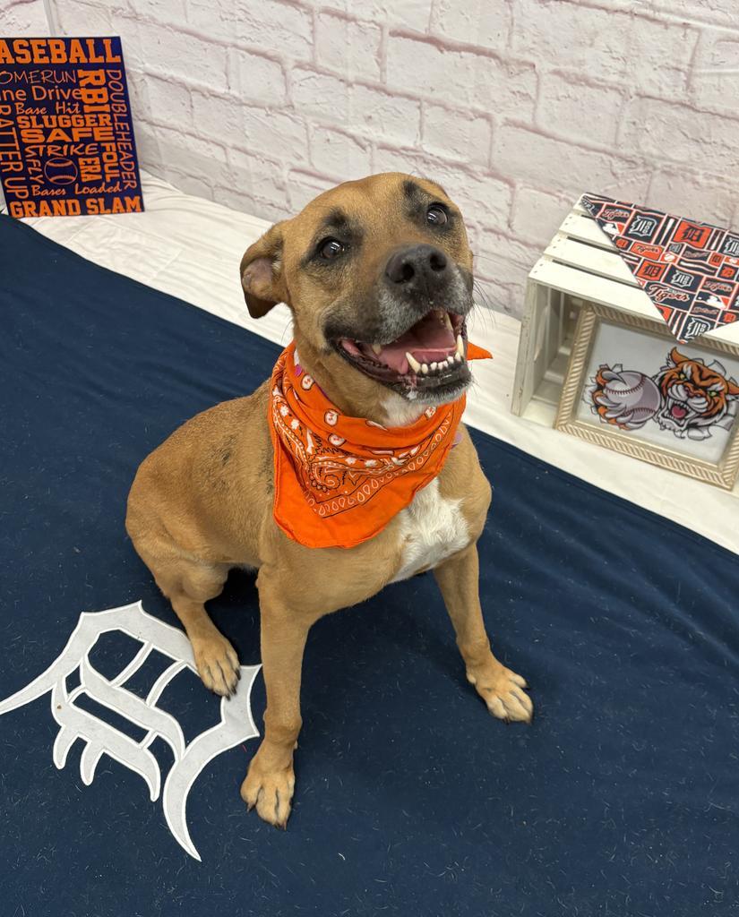 Enlarge Tracy, a Adoptable mixed breed in Detroit, MI image 3/6