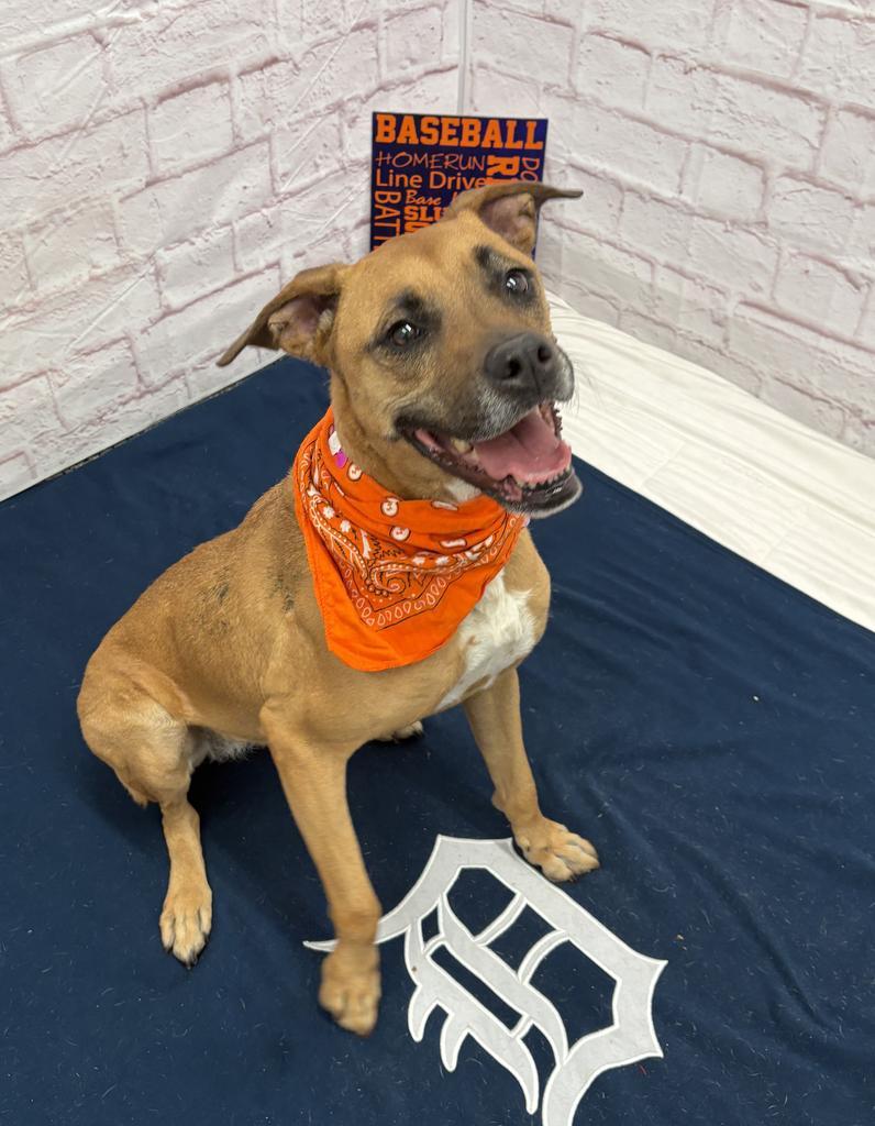 Enlarge Tracy, a Adoptable mixed breed in Detroit, MI image 4/6