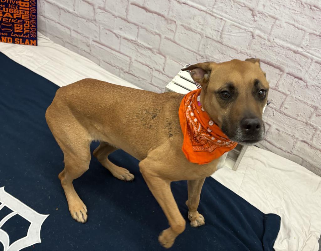 Enlarge Tracy, a Adoptable mixed breed in Detroit, MI image 5/6