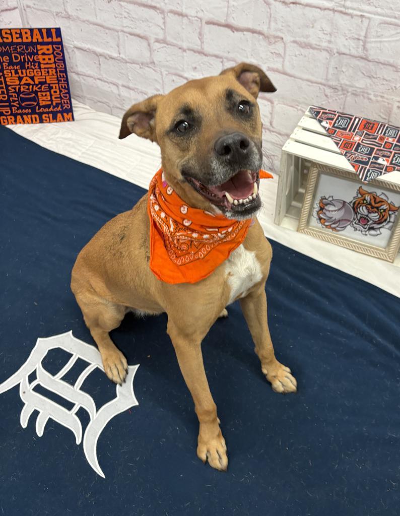 Enlarge Tracy, a Adoptable mixed breed in Detroit, MI image 6/6