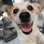 Enlarge Pin Pon, a Adoptable Mixed Breed in Santa Cruz, CA image 1/1