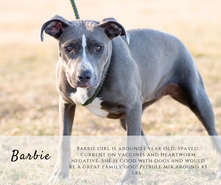 Enlarge Barbie, a ADOPTABLE mixed breed in Junction City, KS image 1/1