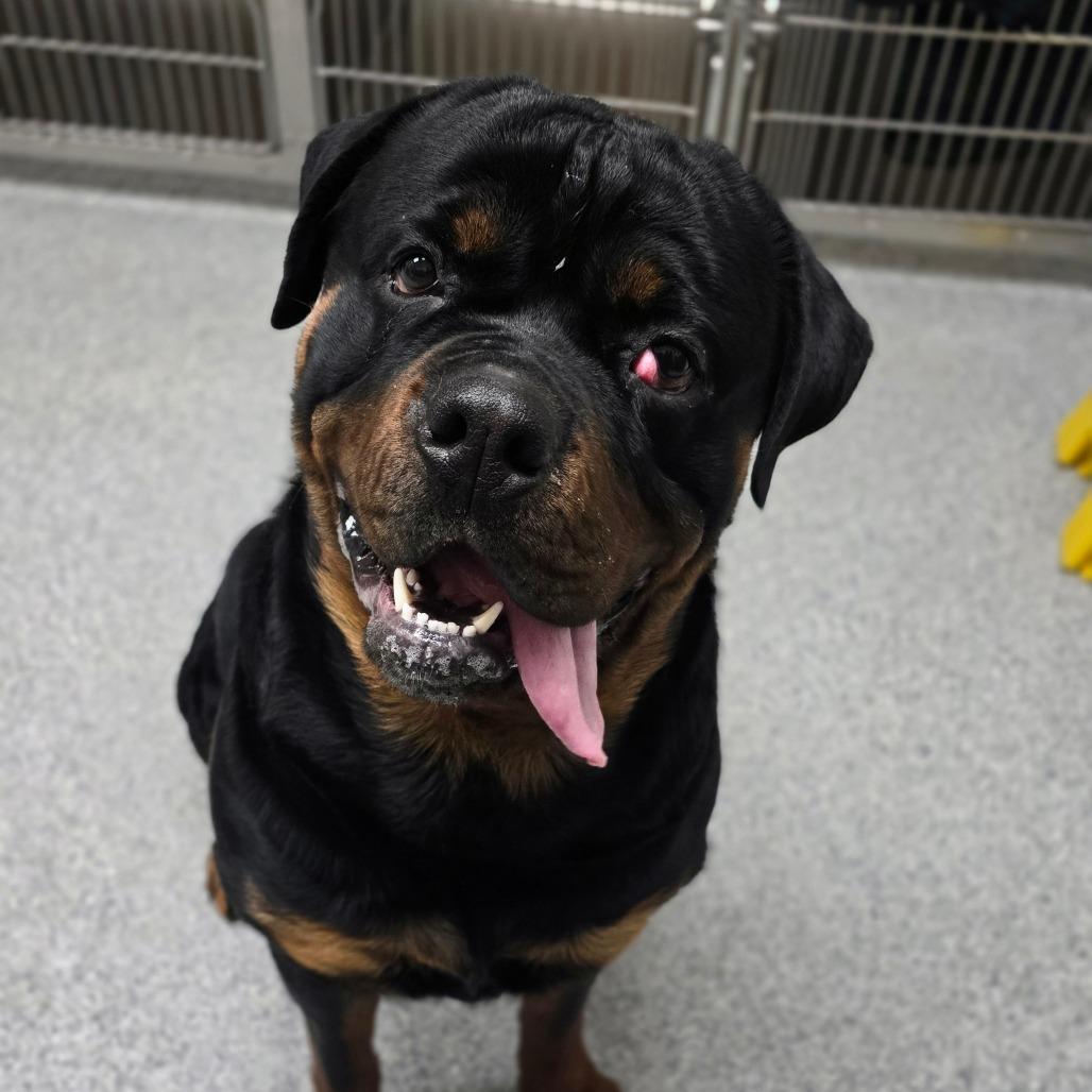 Enlarge Titan, a Adoptable Rottweiler in Grand Rapids, MI image 1/1