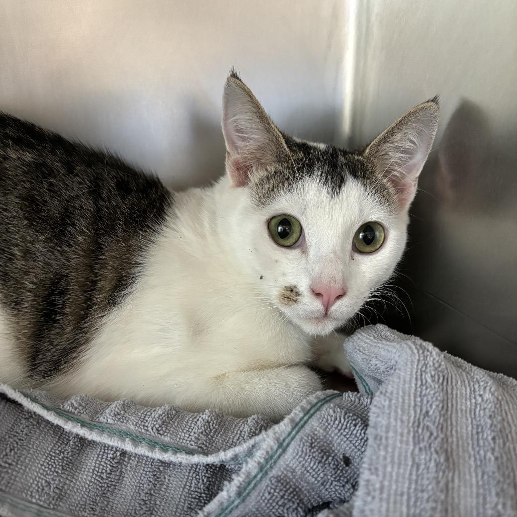 Monroe, Adoptable, Young Male Domestic Short Hair.