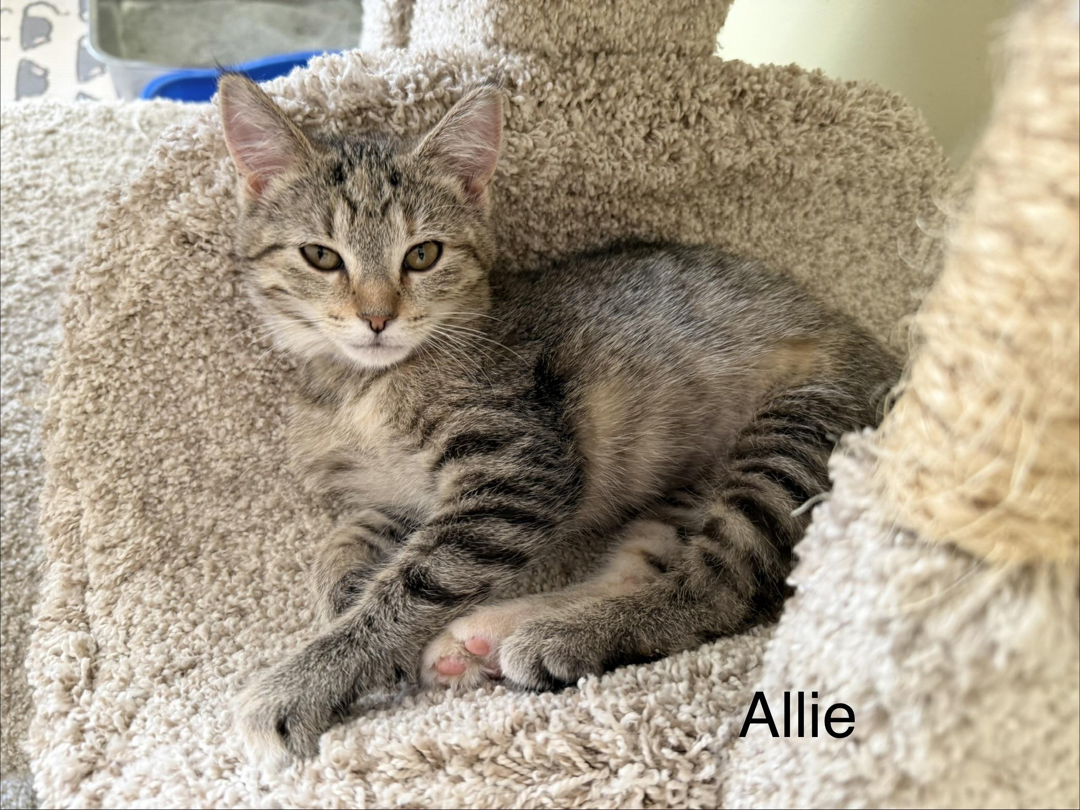 Allie, adopted, Kitten Female Domestic Short Hair.