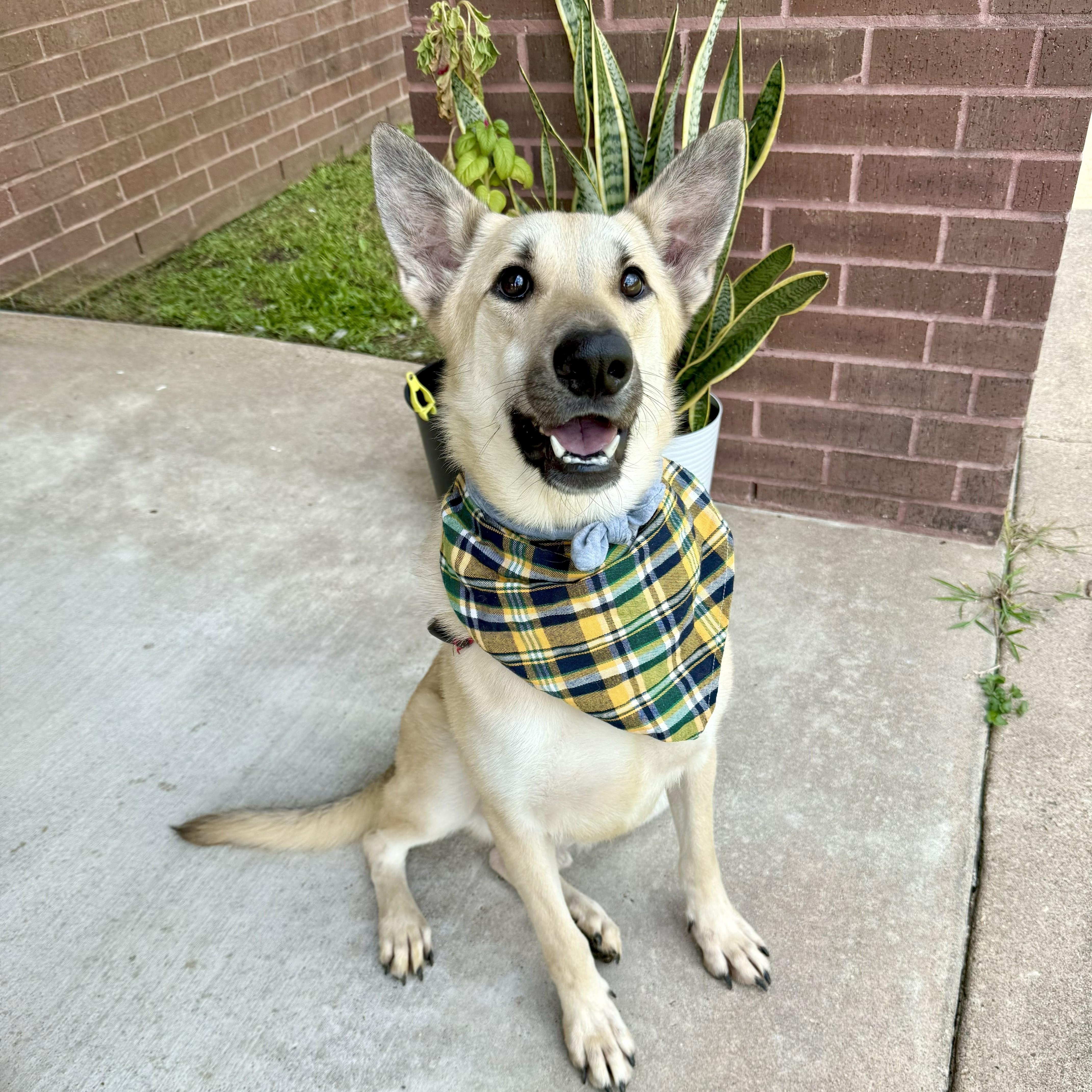 Chestnut — thumbnail 3