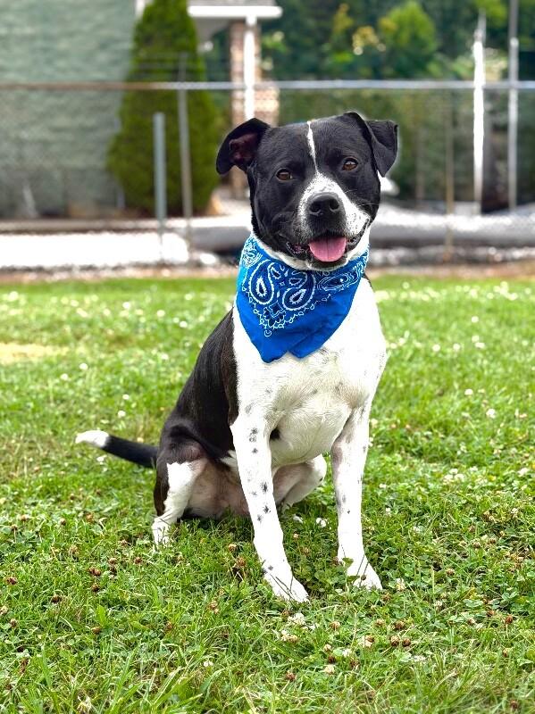 Buddy2, Adoptable, Adult Male Pit Bull Terrier.