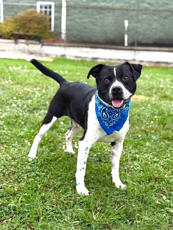 Enlarge Buddy2, a Adoptable Pit Bull Terrier in Maryville, TN image 2/4