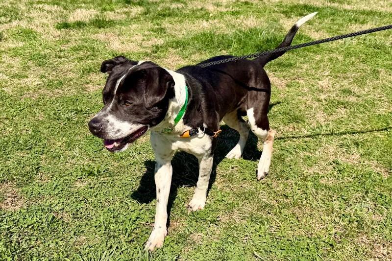 Enlarge Buddy2, a Adoptable Pit Bull Terrier in Maryville, TN image 1/4