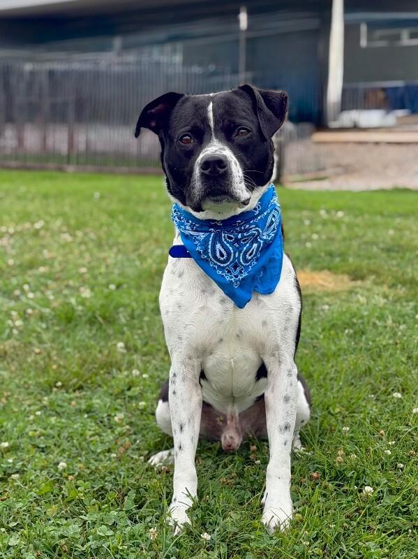 Enlarge Buddy2, a Adoptable Pit Bull Terrier in Maryville, TN image 3/4