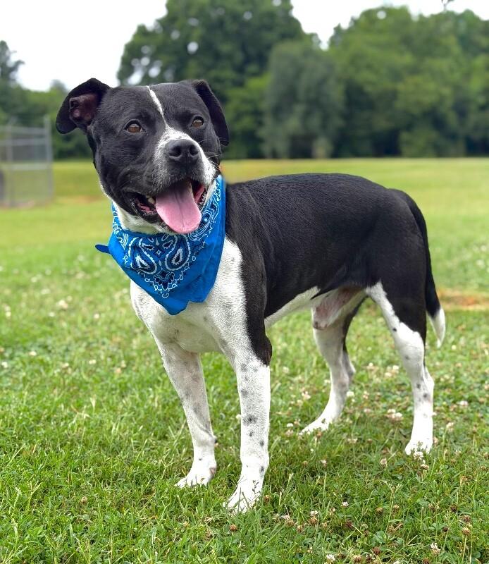 Enlarge Buddy2, a Adoptable Pit Bull Terrier in Maryville, TN image 4/4