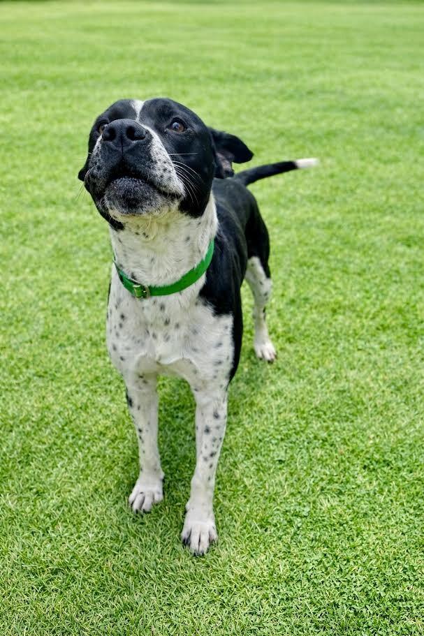 Enlarge Buddy2, a Adoptable Pit Bull Terrier in Maryville, TN image 2/4