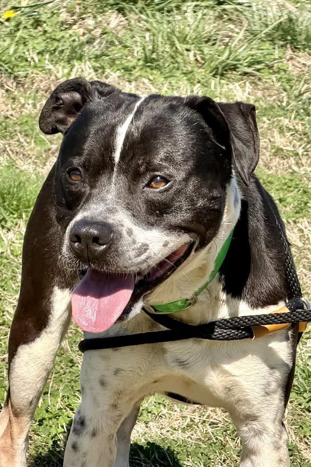 Enlarge Buddy2, a Adoptable Pit Bull Terrier in Maryville, TN image 3/4