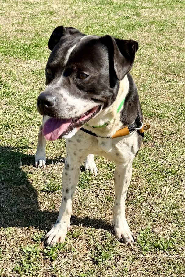 Enlarge Buddy2, a Adoptable Pit Bull Terrier in Maryville, TN image 4/4