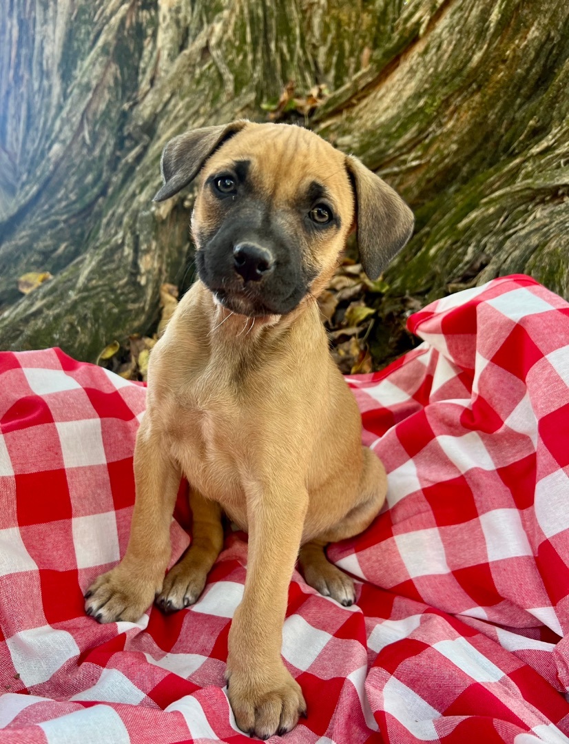 Enlarge Adele, a Adopted mixed breed in East Hartford, CT image 1/1