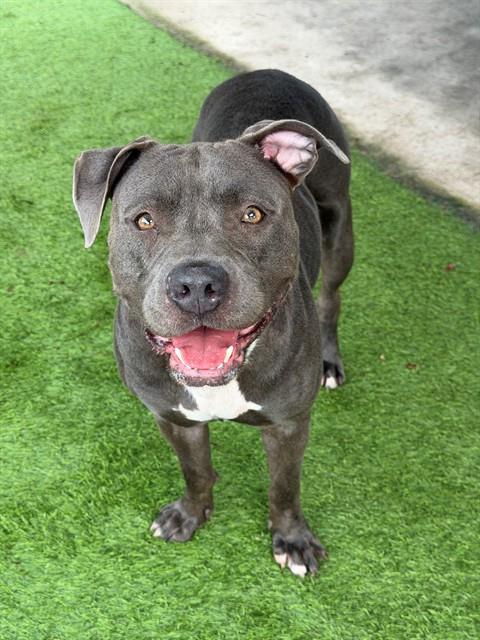 Enlarge SASHA BLUE, a Adoptable American Staffordshire Terrier in Fort Myers, FL image 1/1