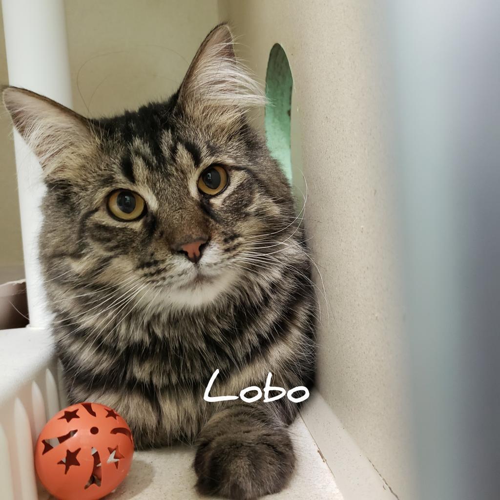 Lobo, Adoptable, Adult Male Domestic Medium Hair.