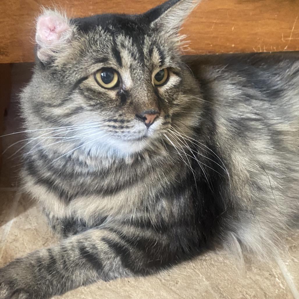 Enlarge Lobo, a Adoptable Domestic Medium Hair in Colorado Springs, CO image 2/4