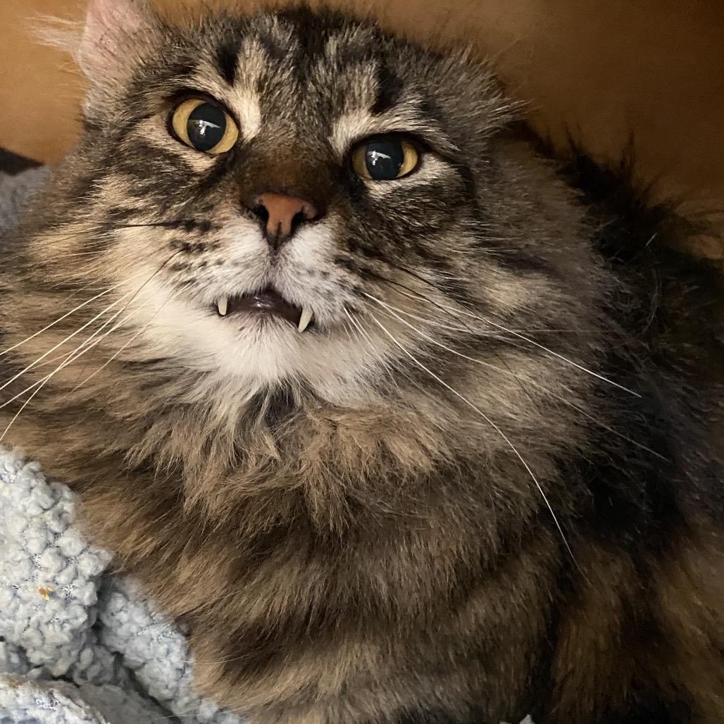 Enlarge Lobo, a Adoptable Domestic Medium Hair in Colorado Springs, CO image 3/4