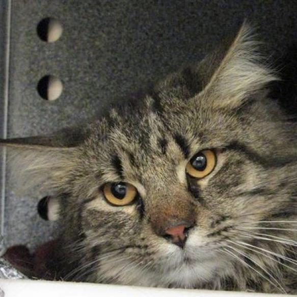 Enlarge Lobo, a Adoptable Domestic Medium Hair in Colorado Springs, CO image 4/4