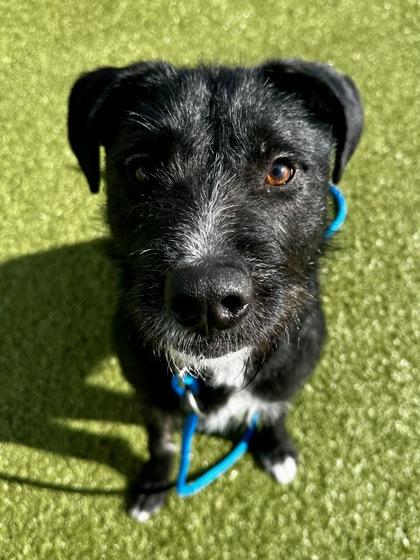 Enlarge Cahlo, a Adoptable mixed breed in Wichita, KS image 2/3