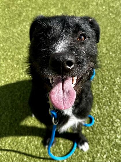 Enlarge Cahlo, a Adoptable mixed breed in Wichita, KS image 3/3