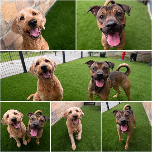 Enlarge KING, a Adoptable mixed breed in Toronto, ON image 1/1