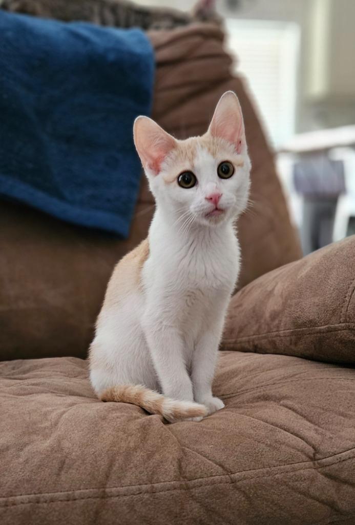 Gobi, a Adoptable mixed breed in San Jacinto, CA image 1/5