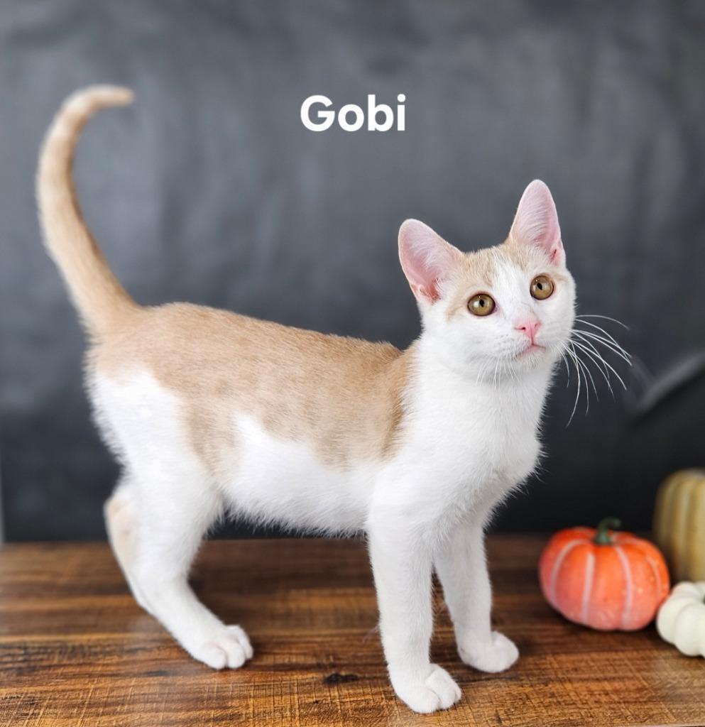 Gobi, a Adoptable mixed breed in San Jacinto, CA image 2/5