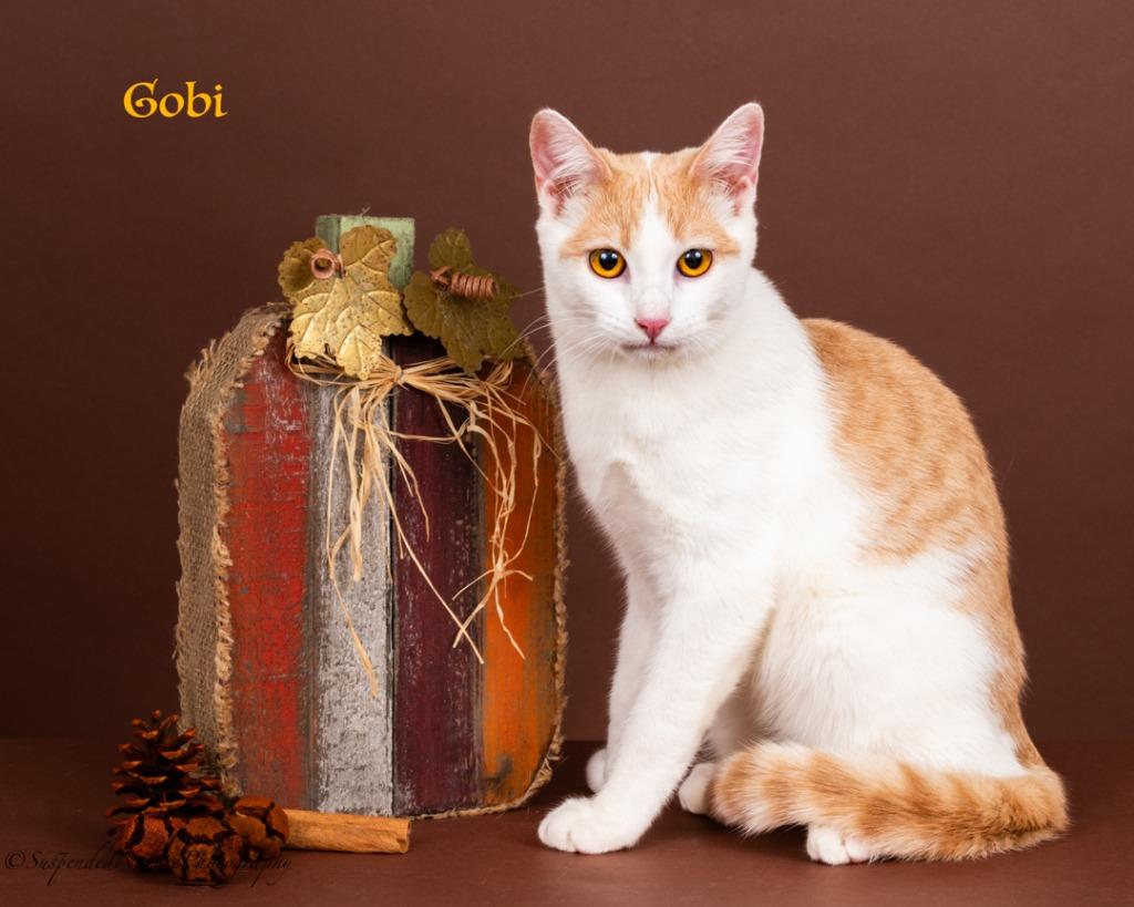 Gobi, a Adoptable mixed breed in San Jacinto, CA image 3/5