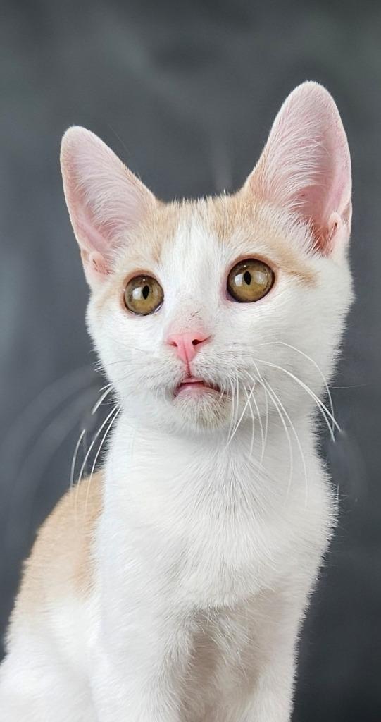 Gobi, a Adoptable mixed breed in San Jacinto, CA image 4/5