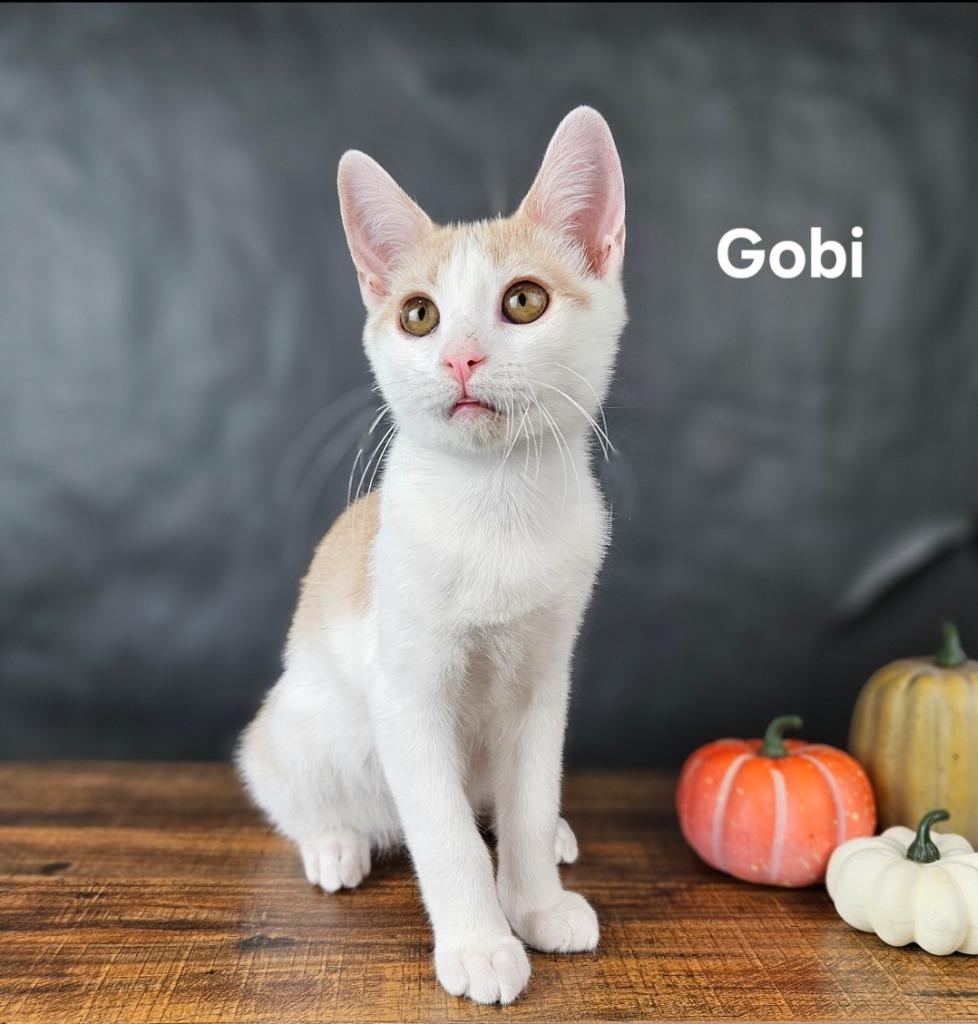 Gobi, a Adoptable mixed breed in San Jacinto, CA image 5/5