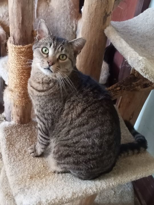 Enlarge Gibson URGENT - FOSTER NEEDED!, a Adoptable mixed breed in Cookeville, TN image 1/2