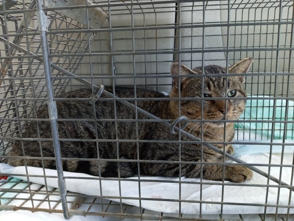 Enlarge Gibson URGENT - FOSTER NEEDED!, a Adoptable mixed breed in Cookeville, TN image 2/2