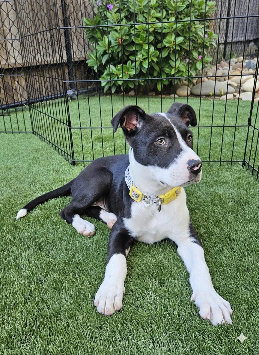 Latte, a ADOPTABLE mixed breed in Berkeley, CA image 4/5