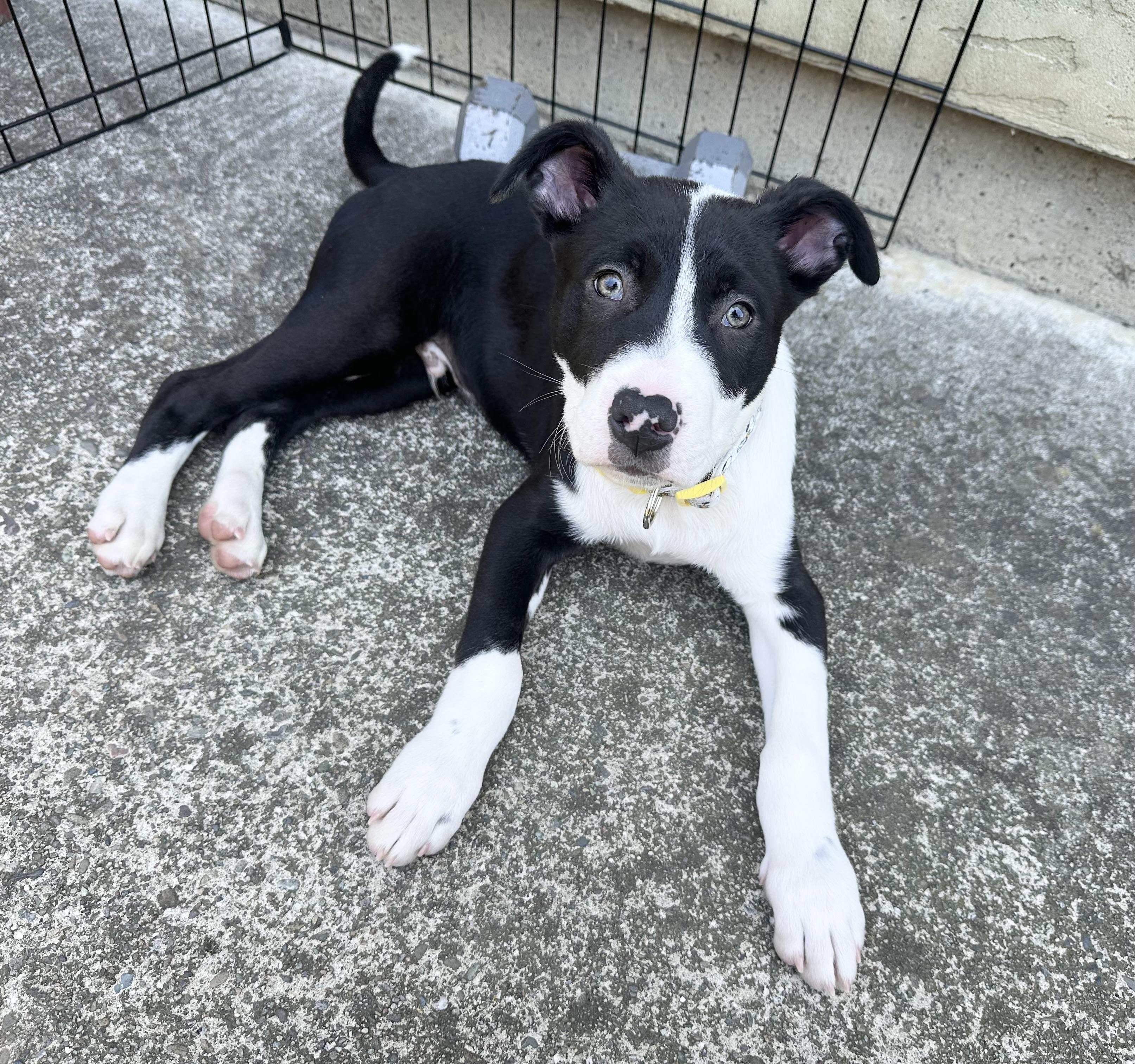 Latte, a ADOPTABLE mixed breed in Berkeley, CA image 2/5