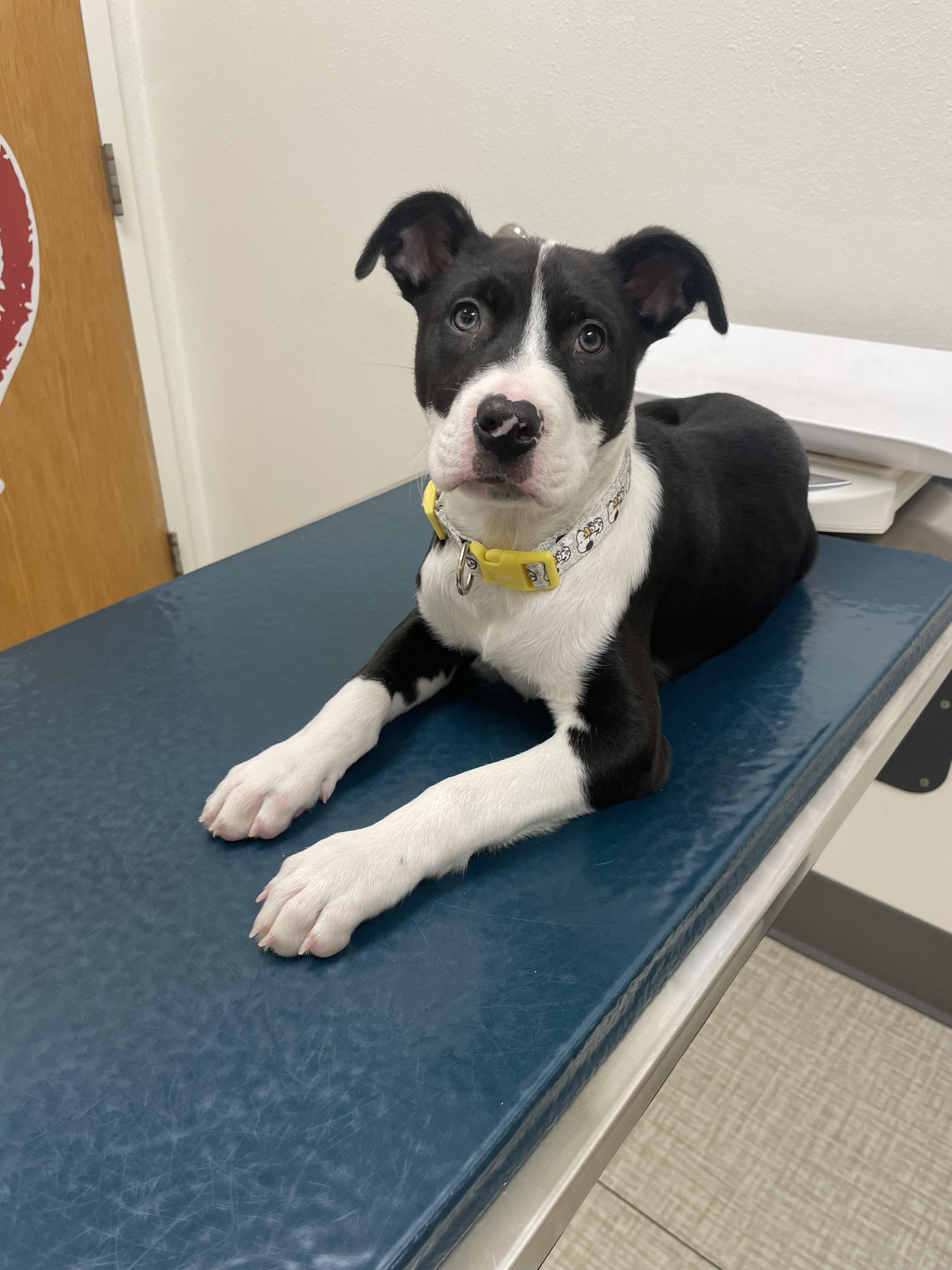 Latte, a ADOPTABLE mixed breed in Berkeley, CA image 3/5