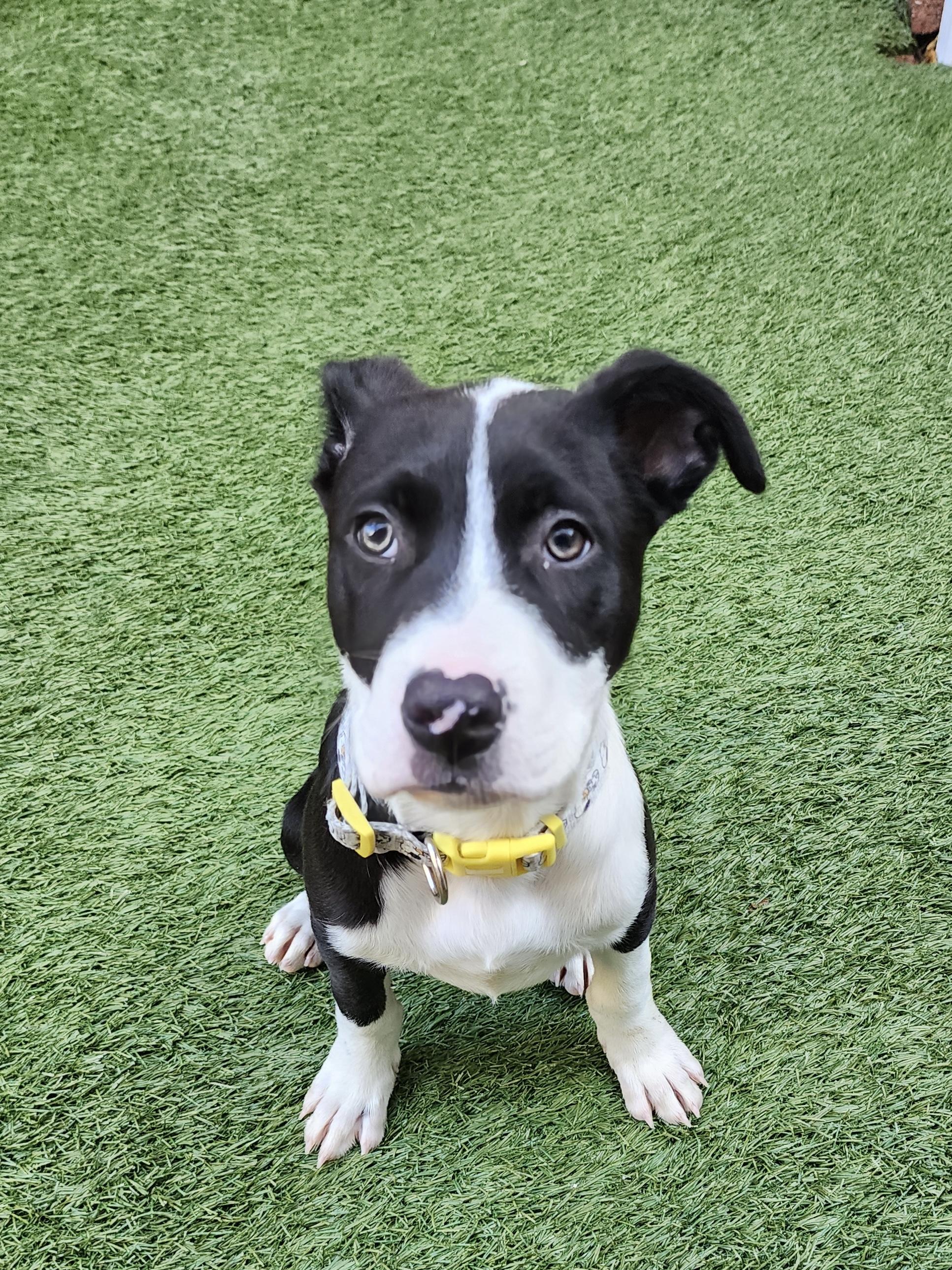 Latte, ADOPTABLE, Puppy Male Pit Bull Terrier.