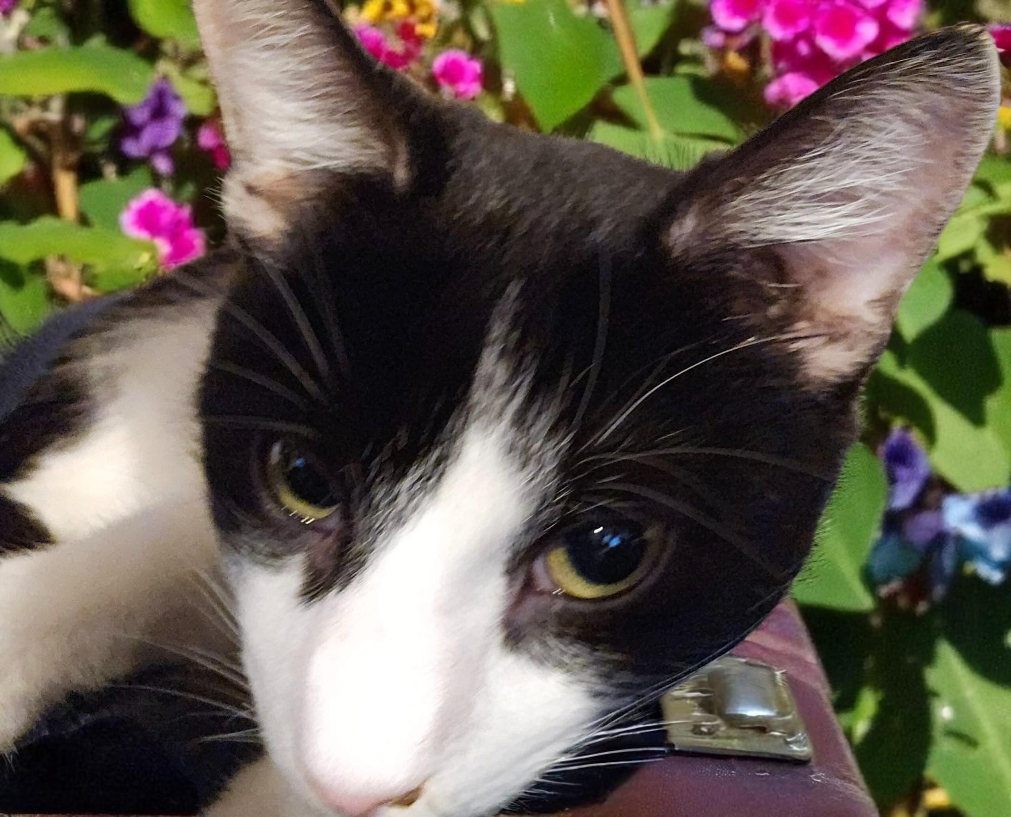 O'Malley the Alleycat, Adoptable, Kitten Male Tuxedo.