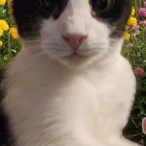 O'Malley the Alleycat, Adoptable, Kitten Male Tuxedo.