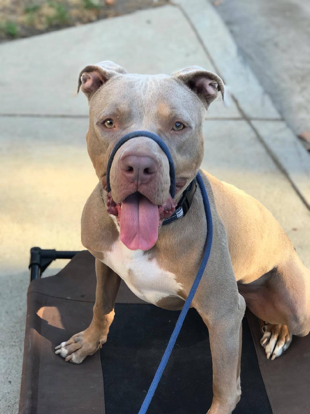 Yoda, a Adoptable Pit Bull Terrier in Canyon Country , CA image 5/6