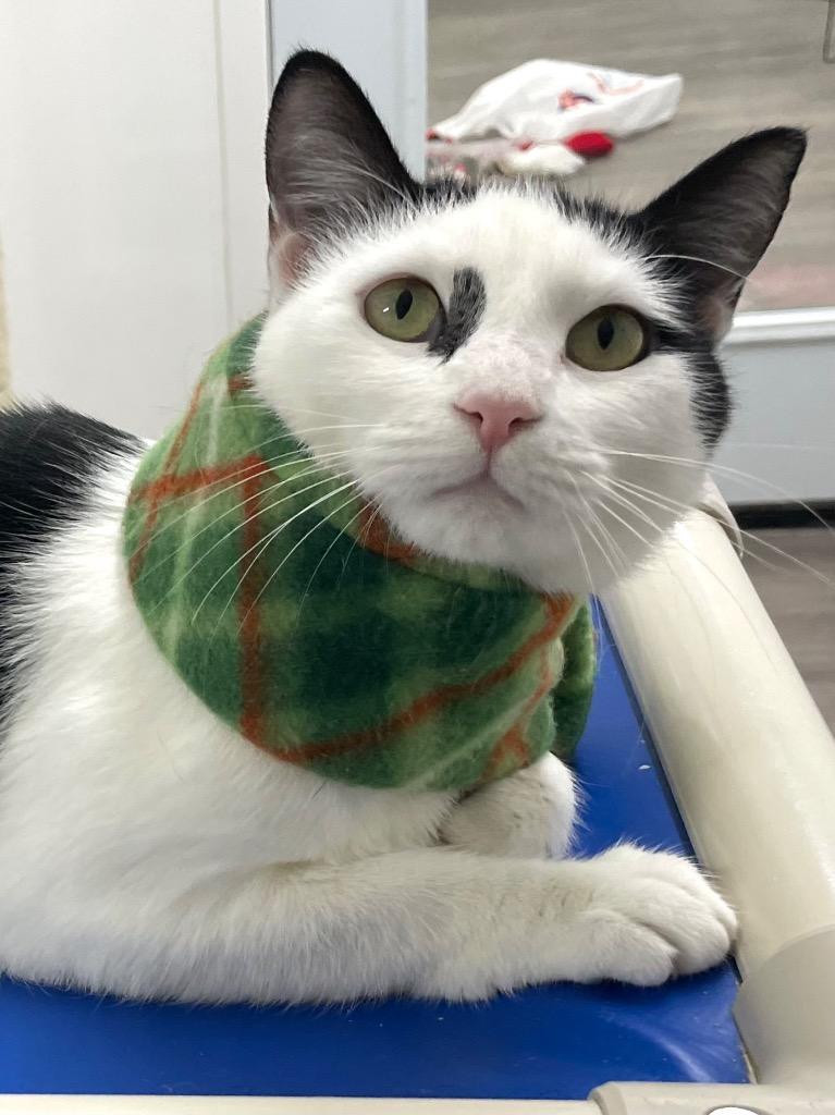 Enlarge Sia, a Adoptable mixed breed in Glenfield, NY image 1/3