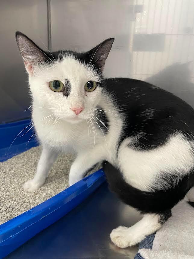 Enlarge Sia, a Adoptable mixed breed in Glenfield, NY image 2/3