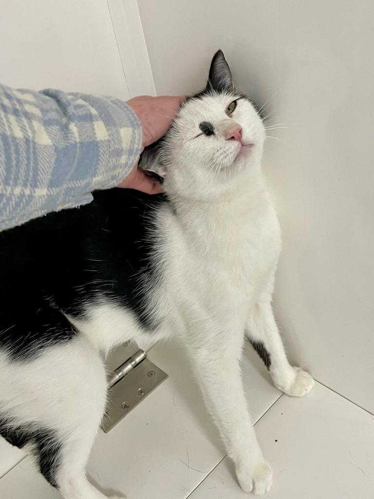 Enlarge Sia, a Adoptable mixed breed in Glenfield, NY image 3/3