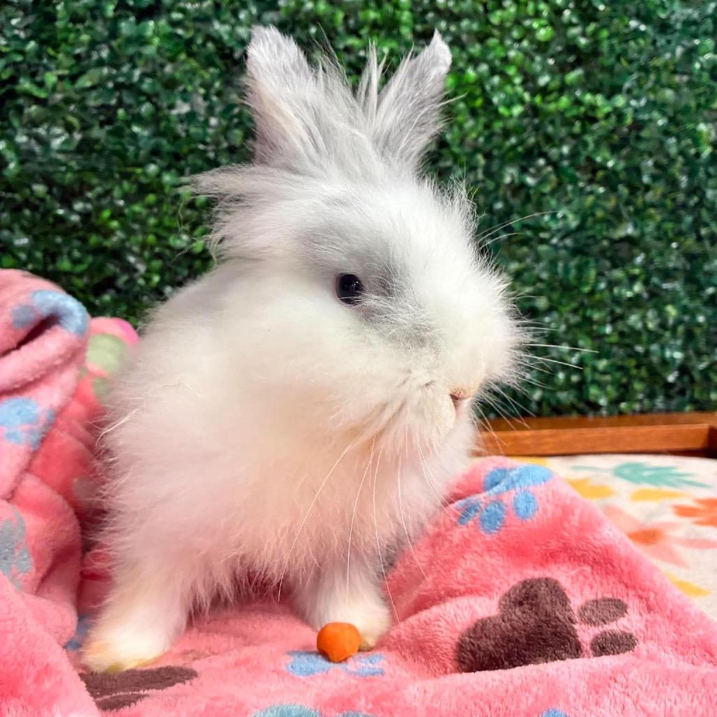 Barry, Adoptable, Young Female Lionhead & Bunny Rabbit.