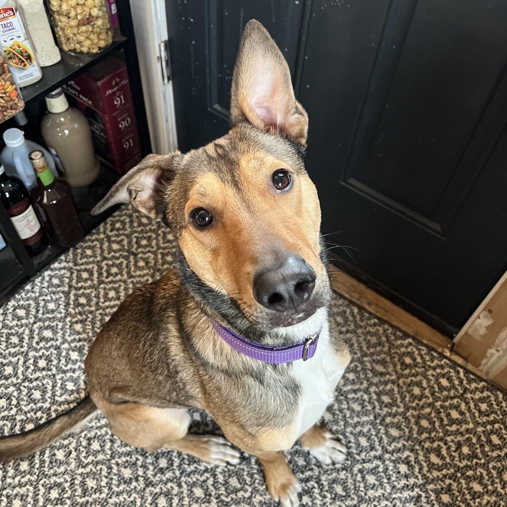 Enlarge Brig, a Adoptable mixed breed in Monticello, IA image 1/6