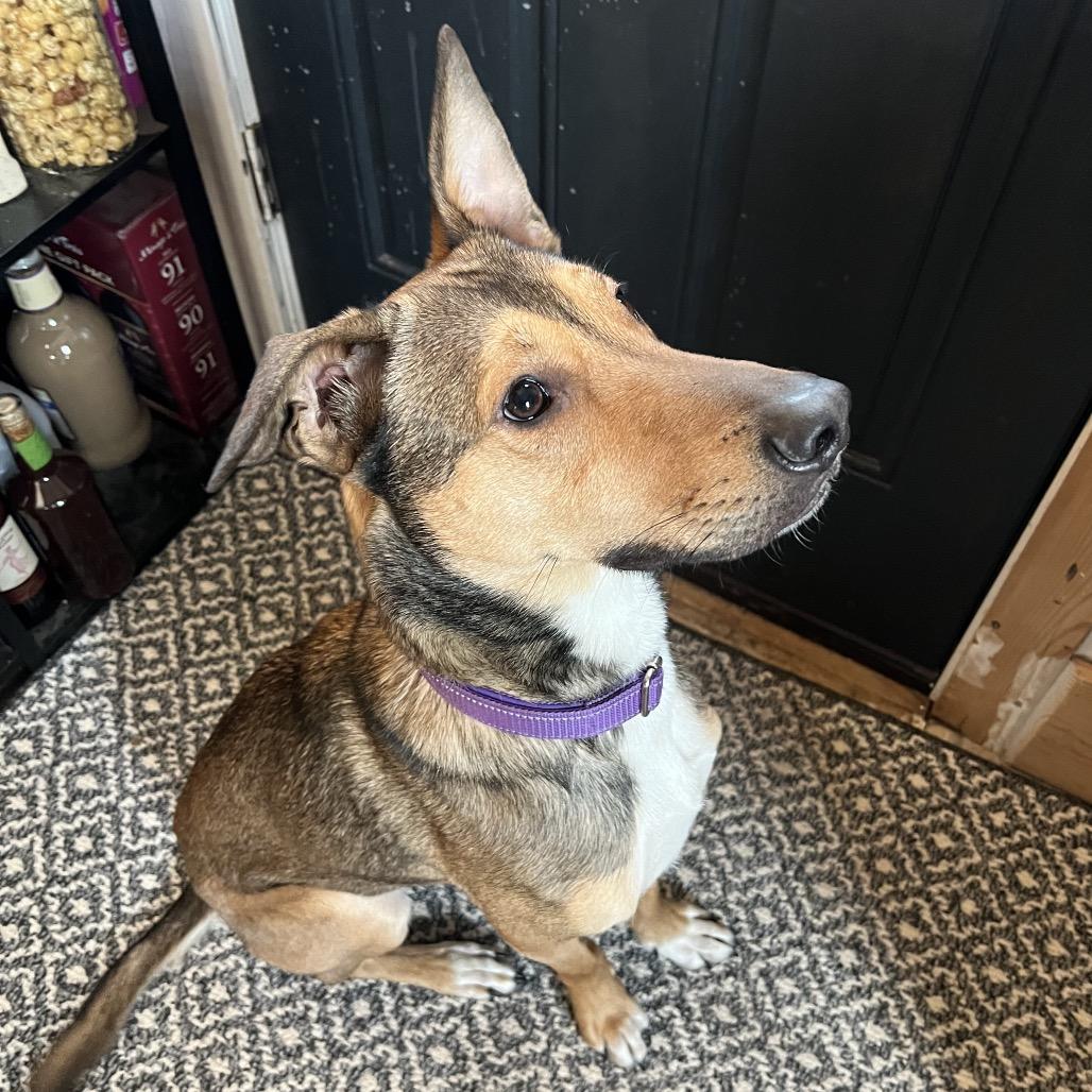 Enlarge Brig, a Adoptable mixed breed in Monticello, IA image 6/6