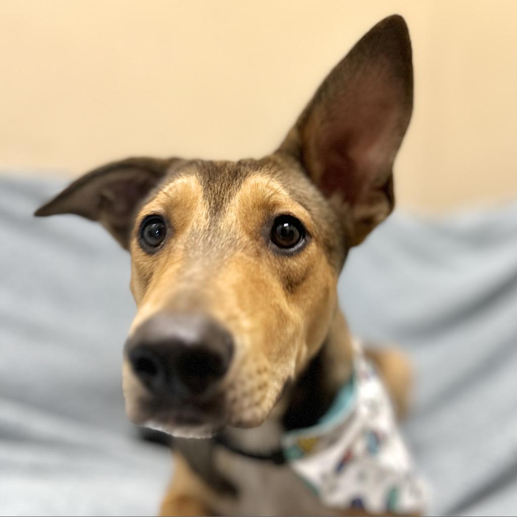 Enlarge Brig, a Adoptable mixed breed in Monticello, IA image 5/6